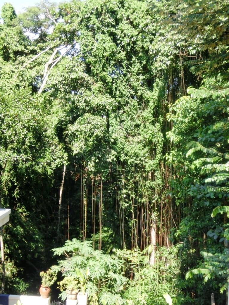 Latugu Homestay Ubud Стая снимка