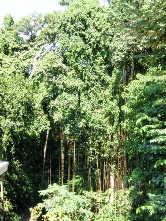 Latugu Homestay Ubud Екстериор снимка